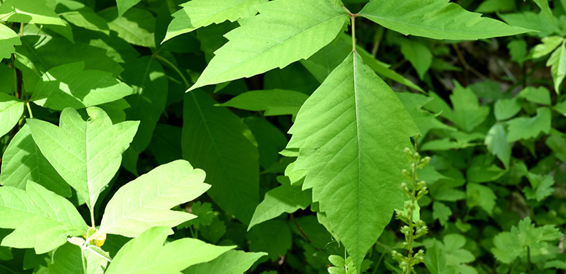 Poison sumac.jpg